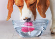 Какую воду можно давать домашним животным?
